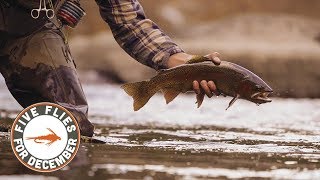 Five Flies for December 2018 - Fly Fishing Cheesman Canyon