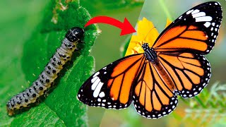 10 Orugas Que se Transforman en Bellas Mariposas