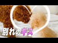 【またいつか】売れ残っていた子犬とお別れの直前にキスをするトイプードルカップル