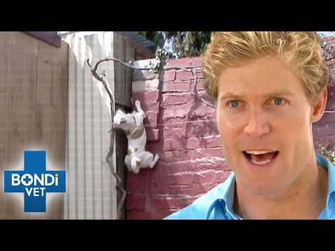 Tiny Dog Scales 3-Metre Wall?! | Bondi Vet Season 2 Episodes 7 to 9