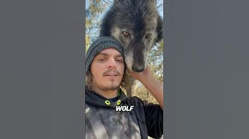 Why You Should Never Keep a Wolf as a Pet #shorts #facts #animals #wildlife #funfacts #didyouknow