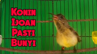 Pancingan Suara Kolibri Ninja / Konin Ijoan Agar Cepat Bunyi , Pasti Respon | Konin ijoan gacor