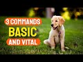 🐶👏HOW Your PUPPY LEARNS 3 Basic COMMANDS