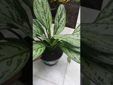 نبات الاجلونيما  