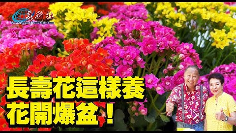 長壽花這樣種，花開爆盆！ - 天天要聞