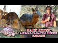 Imported Exotic Animals and Pheasant at Aleem Paracha House Updates videos In Urdu/Hindi (JAIC)