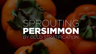 Information Sprouting Persimmon Through Cold Stratification Update