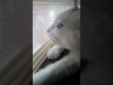 Kuş Gören Kedi