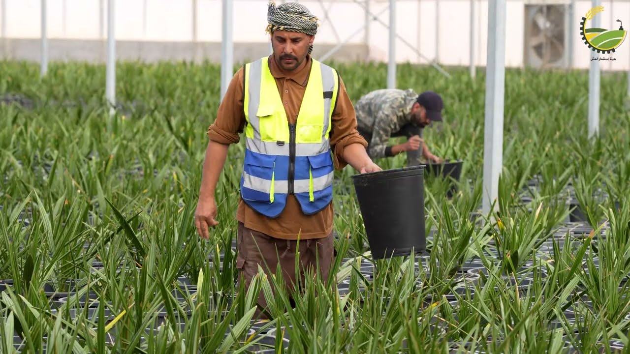منجز زراعي كبيرة ومفخرة عراقية تزين بادية السماوة/ هيئة استثمار المثنى