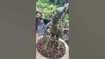 Cây cần thăng #bonsai #caycanh