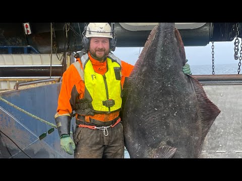Atlantic Viking trawling