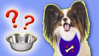 Где еда??? Веселый ЮКИ и любимая хозяйка АЛИСА! Смешные приколы 2019 от папильона Где еда??? Веселый ЮКИ и любимая хозяйка АЛИСА! Смешные приколы 2019 от папильона