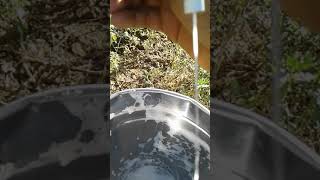 Vaca De Peito Muito Duro