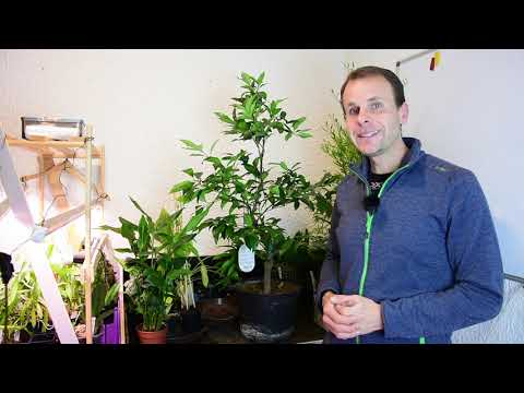 Kumquat schneiden: Der richtige Zeitpunkt und ein schonender Rückschnitt