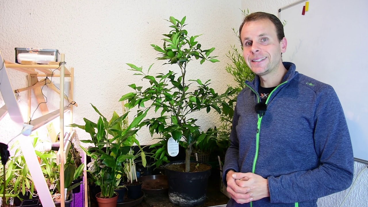 Kumquat schneiden: Der richtige Zeitpunkt und ein schonender Rückschnitt