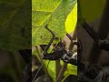 #Hungry #insects