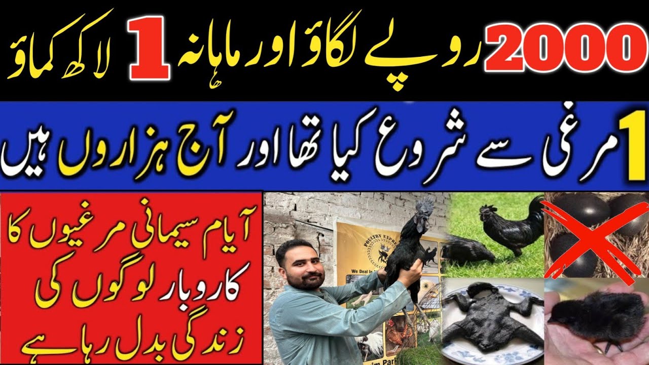 Ayam Cemani Business in Pakistan | Ayam Cemani Eggs | Starting You’re Business 2000 RS Only
