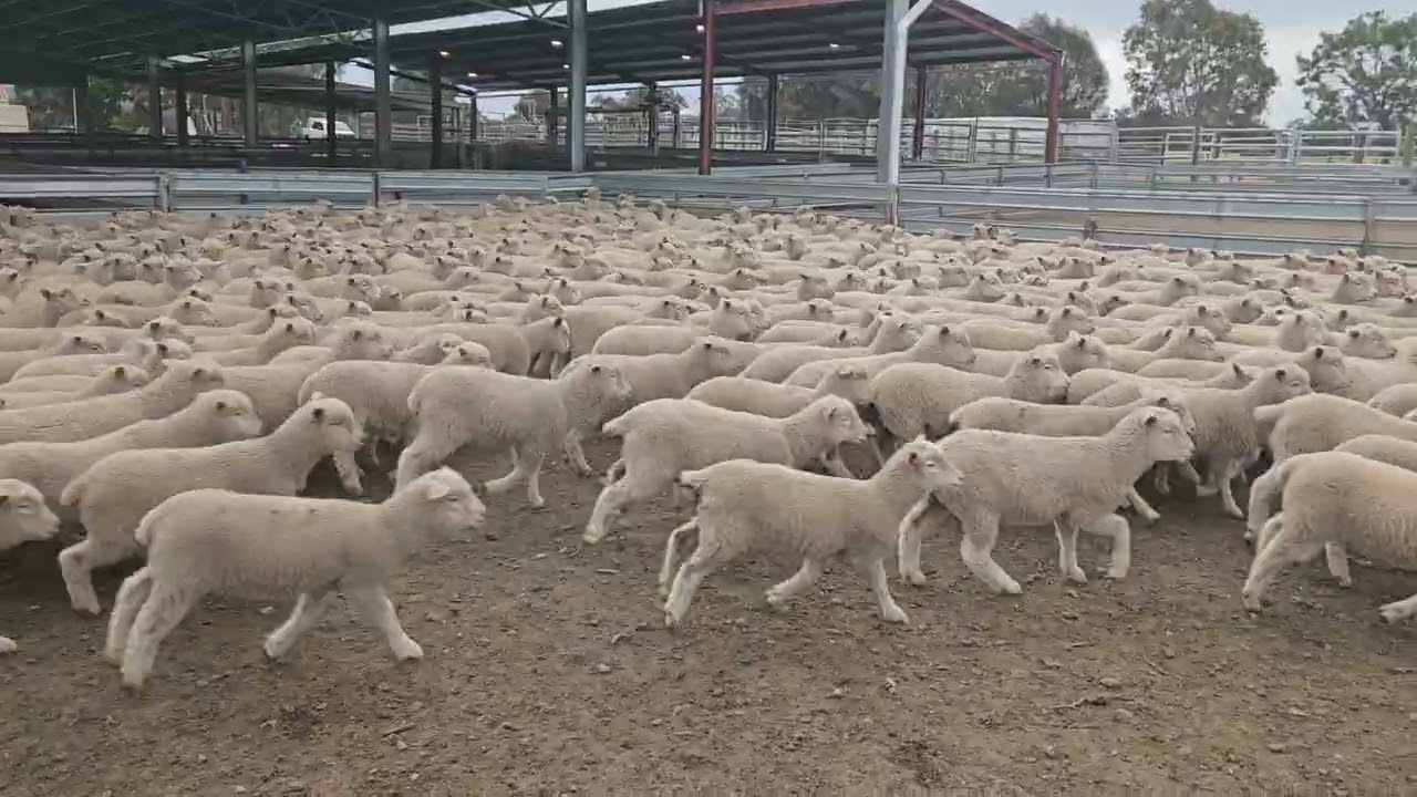 Paraway Pastoral Co - Beckworth Court 2nd X Lambs A+ 21.10.25A