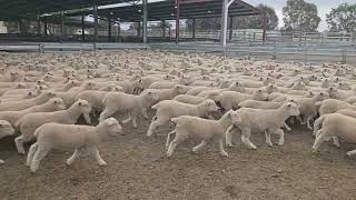 Paraway Pastoral Co - Beckworth Court 2Nd X Lambs A 21.10.25A