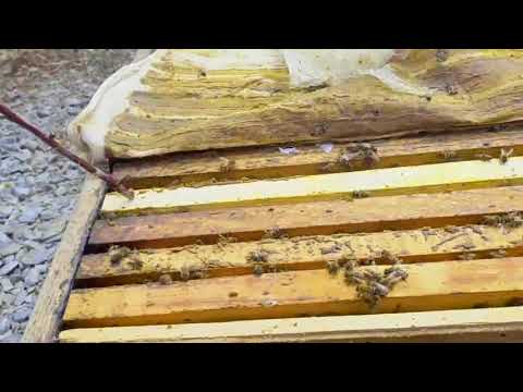 Oz qollaringiz bilan asalari uyasi yasash videosi