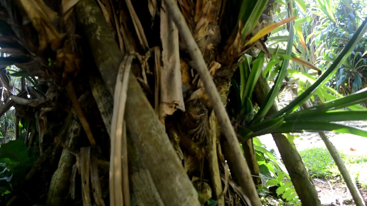 Pandanus furcatus Roxb YouTube