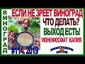 🍇 ЕСЛИ  не ЗРЕЕТ ВИНОГРАД и лоза.  ВЫХОД ЕСТЬ! Применение монофосфата калия на винограде.