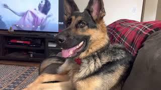 What we feed our 1.5 year old GERMAN SHEPHERD by Zeus Howard 1,305 views 2 years ago 1 minute, 39 seconds