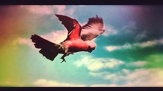 Food For Clouds - The Brian Jonestown Massacre (album version)