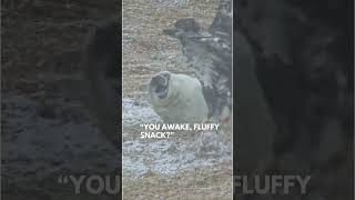 Eagle Inspects Seal Pup