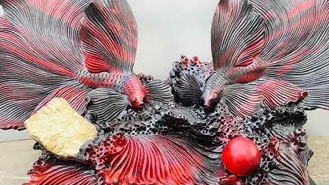 Cặp cá xiêm vờn Ngọc ôm đá gỗ trăc đỏ đen cực phẩm