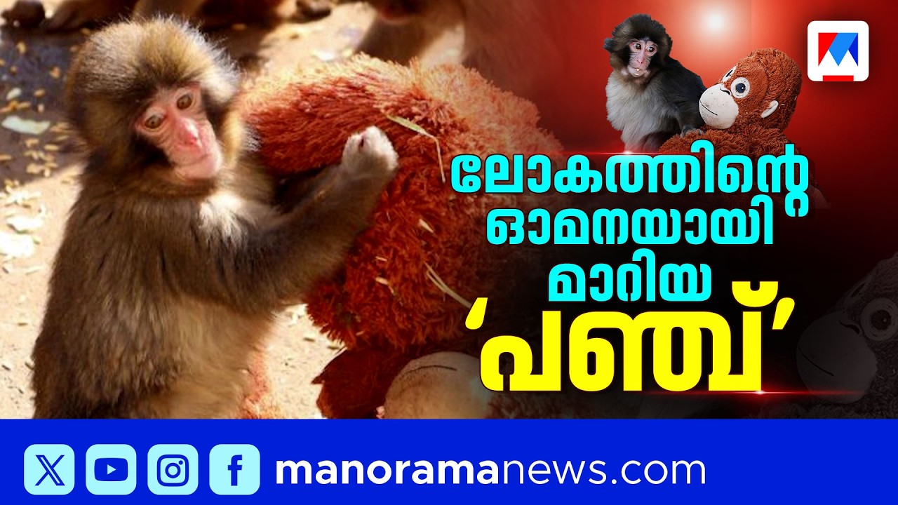 അമ്മയുപേക്ഷിച്ച കുരങ്ങുകുഞ്ഞിന് പാവത്തണൽ | Japan | Monkey