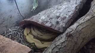 Celebrity Platinum Tiger Reticulated Python Net Worth