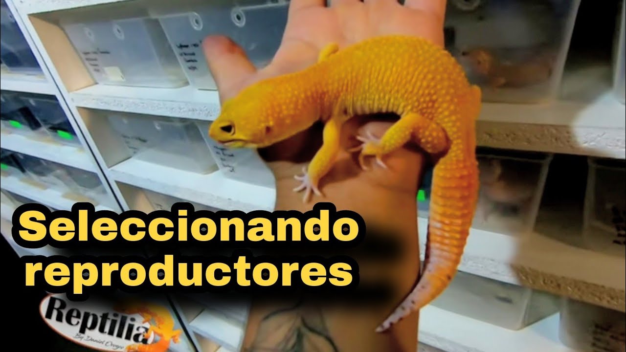 Seleccionando los geckos para pie de cría