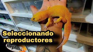 Seleccionando los geckos para pie de cría