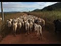 TOCANDO GADO NO ESTRADÃO - 47 KM.