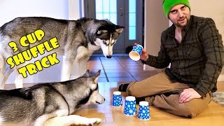 Huskies Playing Three Cup Shuffle! Will They Get The Treats? screenshot 5