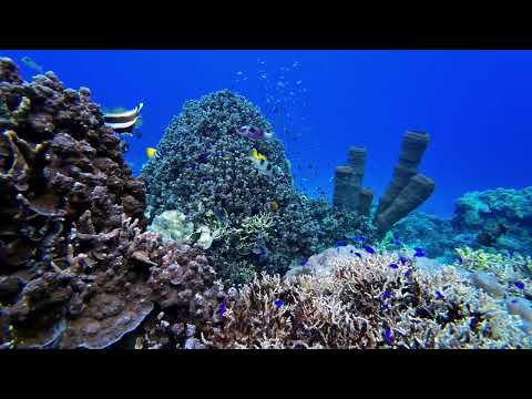 Snorkeling California Reef - Togean, Sulawesi Indonesia