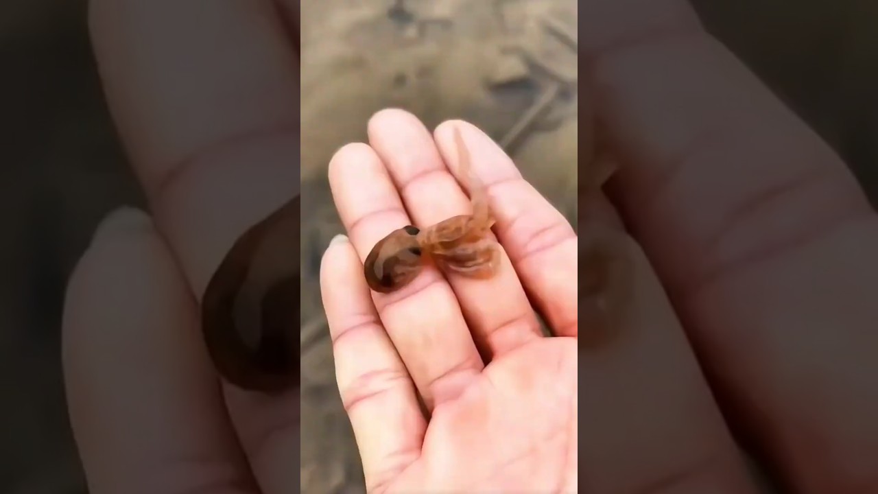 Octopus Transformation Animal small to big 