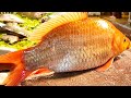 Truly Amazing!! Big Rohu, Carp Fish Cutting Live In Fish Market | Fish Cutting Skills