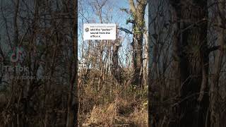 I Fell From My Tree Stand #deerhunting #bowhunting #hunting