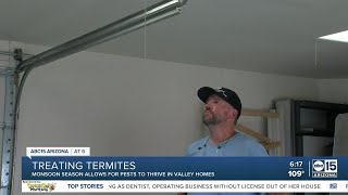 Rare termite 'tubes' show up in Paradise Valley