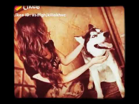 حلات واتس آب اسمع صاحب كلب يوفيلك 