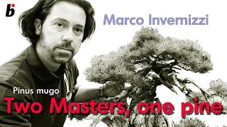 Two Masters, one pine,   bending branches