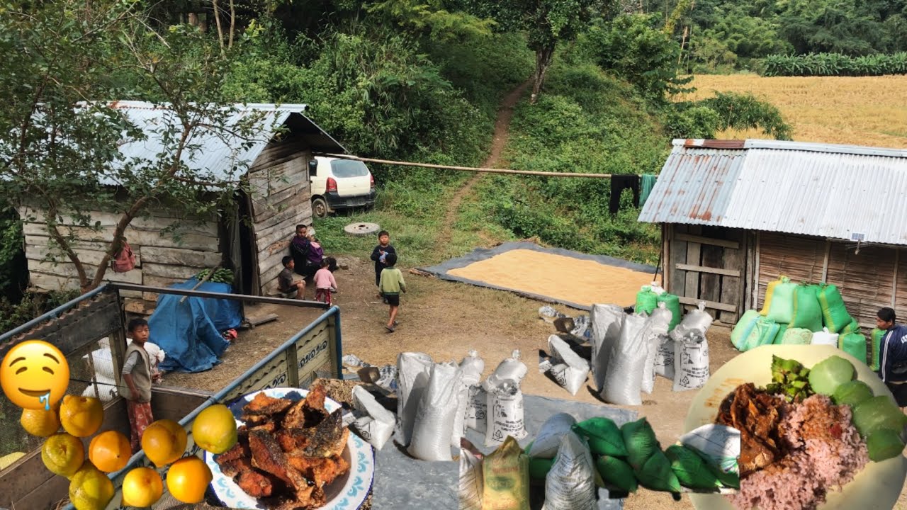 Золотое поле 😇Северо-Восточная Индия! Рис Куту 🌾🫶