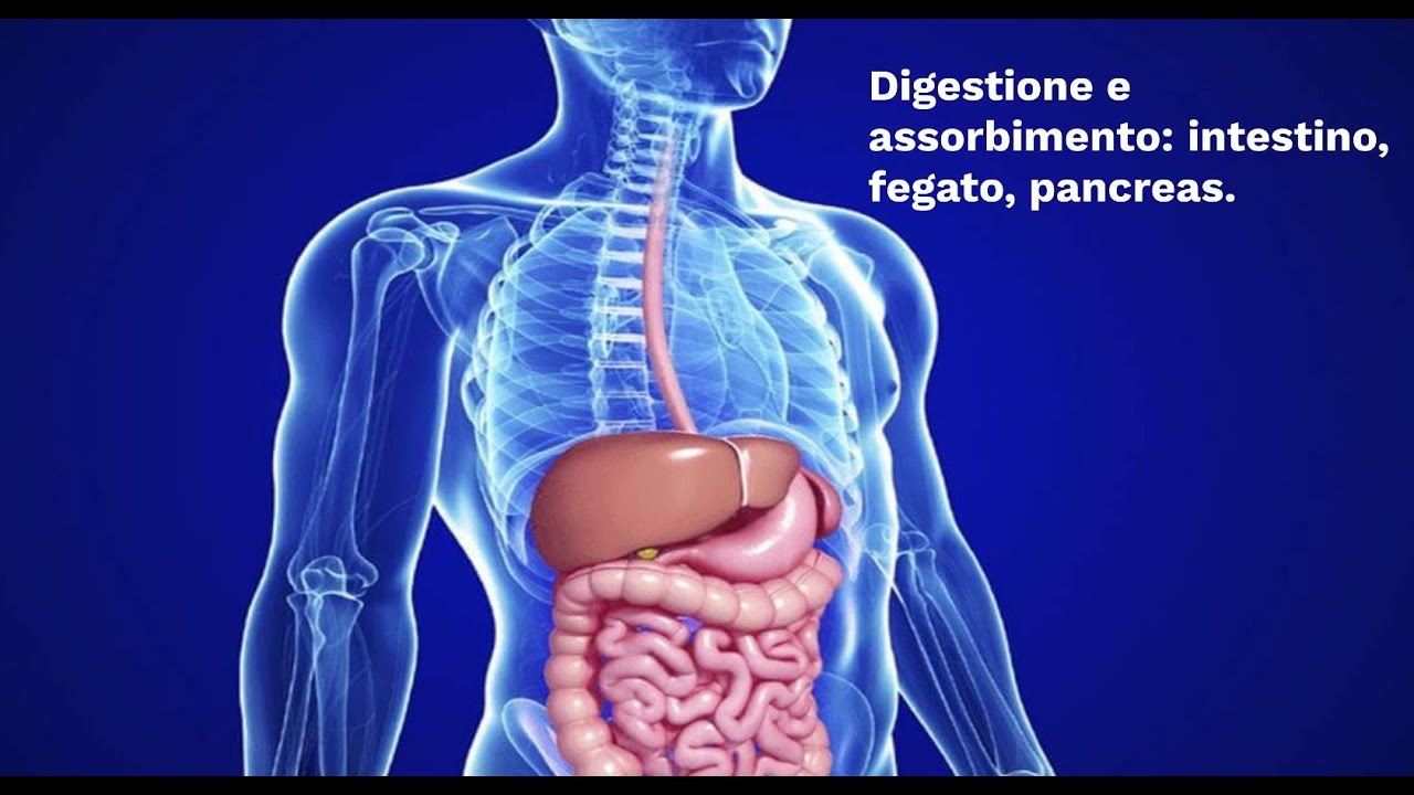 LE SUPERSINTESI DI SCIENZE La digestione intestino, fegato, pancreas