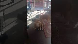 Xena&amp;Xulu tag team dodging Nenas smack #dogshorts #americanbully #islandlife #tongan #funny #nz