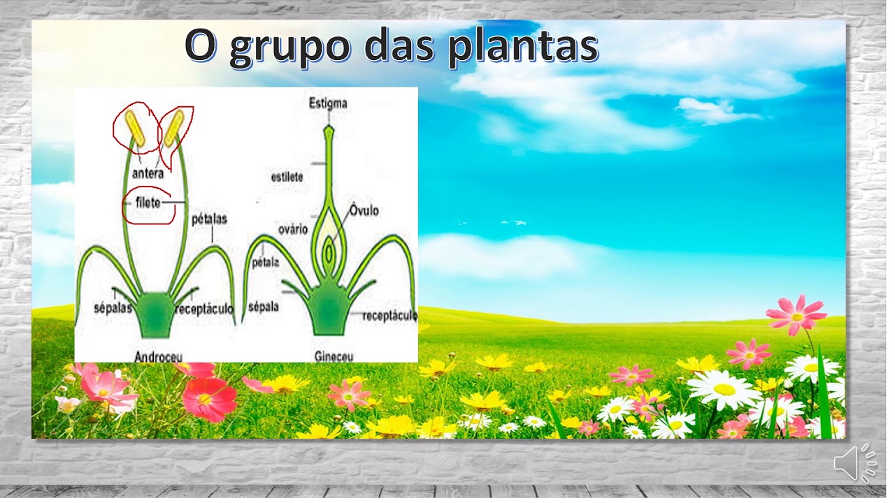 Observe A Figura Nela Estão Representados Grupos De Plantas