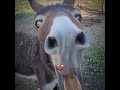 رزا Rzaya تصميمي Memes Short Donkey Wow Donkey