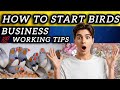 How To Start Birds Business | Earn Money With Birds | Zebra Finches Business Full Guide