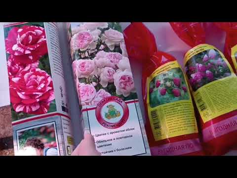 Обзор многолетних саженцев, купленных для сада